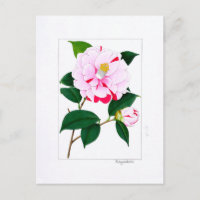 Camellia Plate: Kayoidori