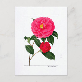 Camellia Plate: Kumasaka Postcard