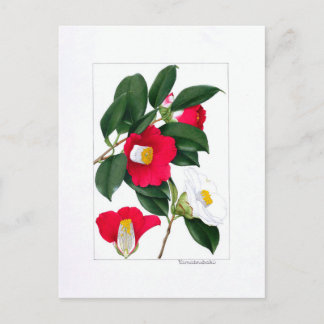 Camellia Plate: Yamatsubaki Postcard