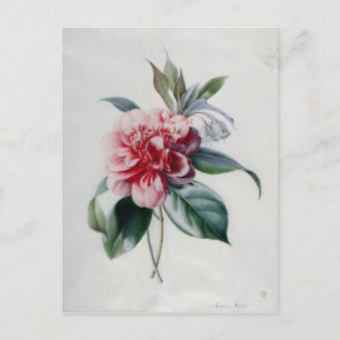 Camellia Postcard