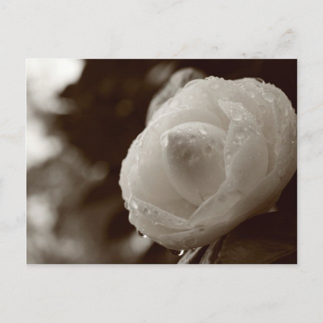 Camellia Postcard (Front)
