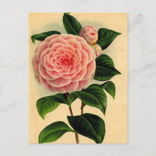 camellia postcard