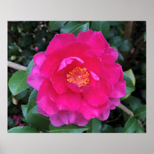 Camellia, poster