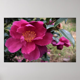 Camellia,  poster