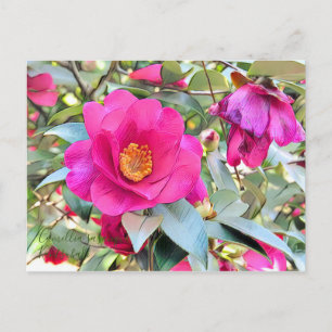 Camellia sasanqua Kantsubaki [Postcard] Postcard