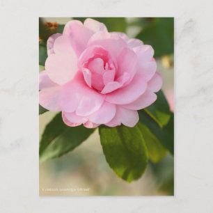 Camellia sasanqua "Otome"  [Postcard] Postcard