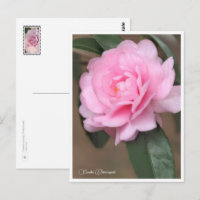 Camellia sasanqua 'Otome sazanka'