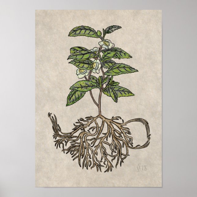 Camellia sinensis - tea plant poster (Front)