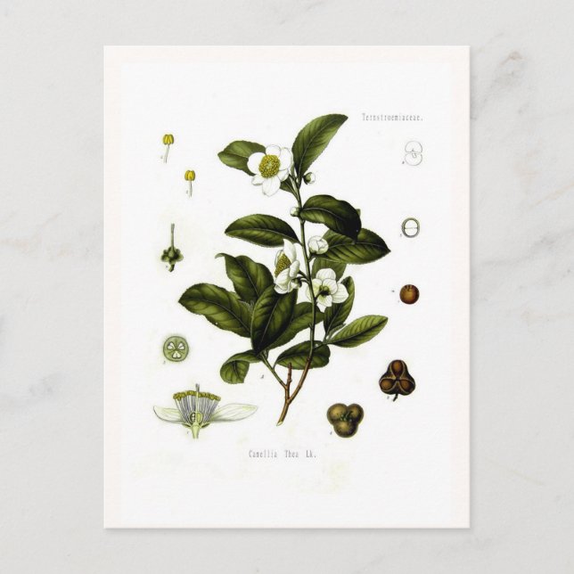 Camellia sinensis (tea) postcard (Front)