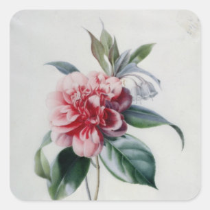 Camellia Square Sticker