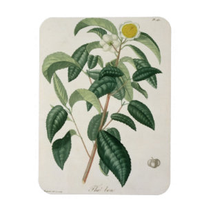 Camellia Thea from 'Phytographie Medicale' by Jose Magnet
