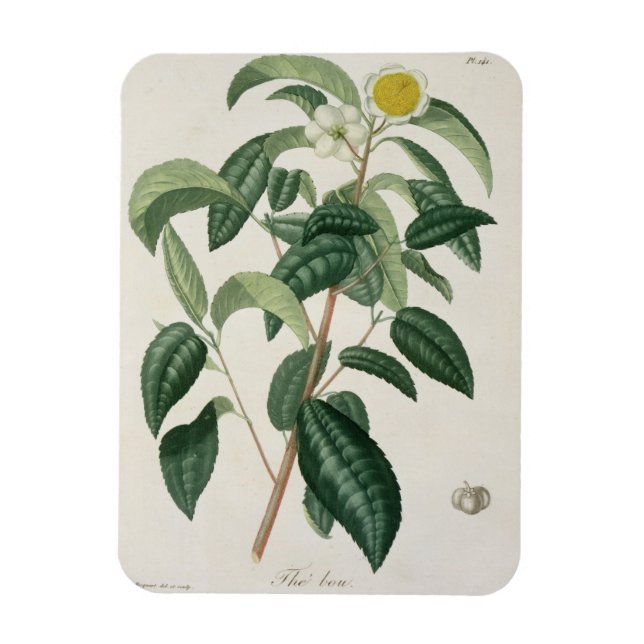 Camellia Thea from 'Phytographie Medicale' by Jose Magnet (Vertical)