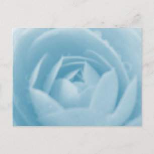 Camellia Whirlpool Postcard