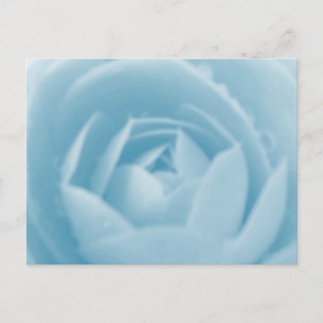 Camellia Whirlpool Postcard (Front)