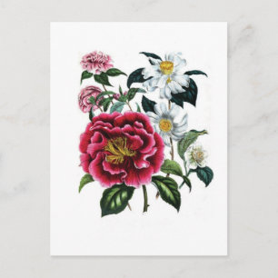 Camellias by Jane Loudon Postcard