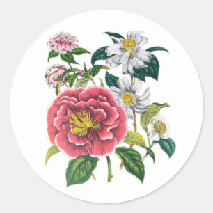 Camellias Classic Round Sticker