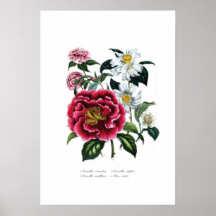 Camellias Poster