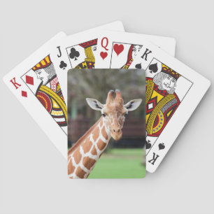 Camelopard (giraffe) playing cards