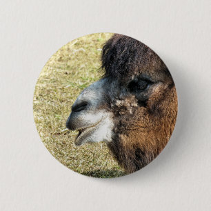 CAMELS 6 CM ROUND BADGE