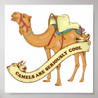 Camels are cool
