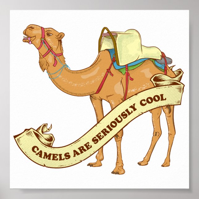 Camels are cool poster (Front)
