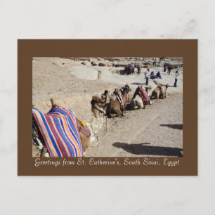 Camels at St. Catherine's Postcard