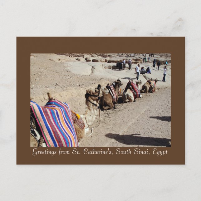 Camels at St. Catherine's Postcard (Front)