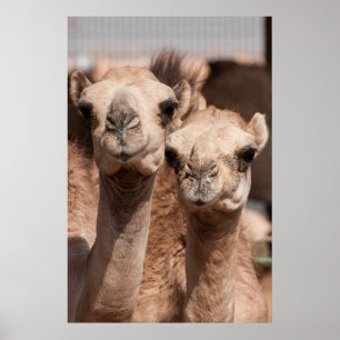 Camels at the Camel market in Al Ain near Dubai Poster