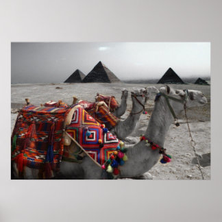 Camels at the Pyramids Poster