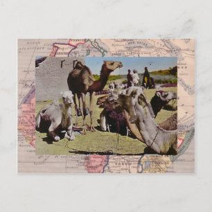 Camels for hire postcard