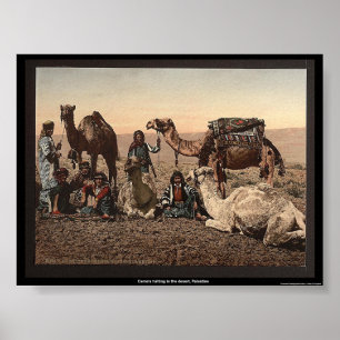 Camels halting in the desert, Palestine Poster