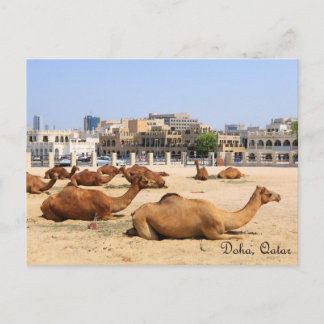 Camels in Doha Postcard