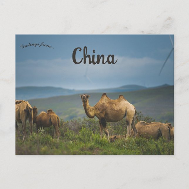 Camels in Inner Mongolia China Postcard (Front)