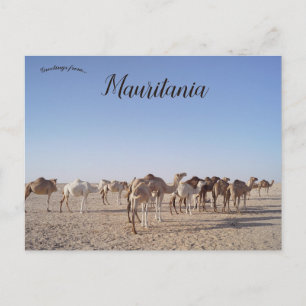 Camels in Mauritania Postcard