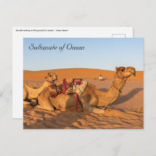 Camels in Oman desert Postcard