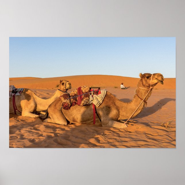 Camels in Oman desert Poster (Front)