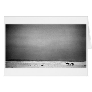 Camels in the Desert - Jordan 1990