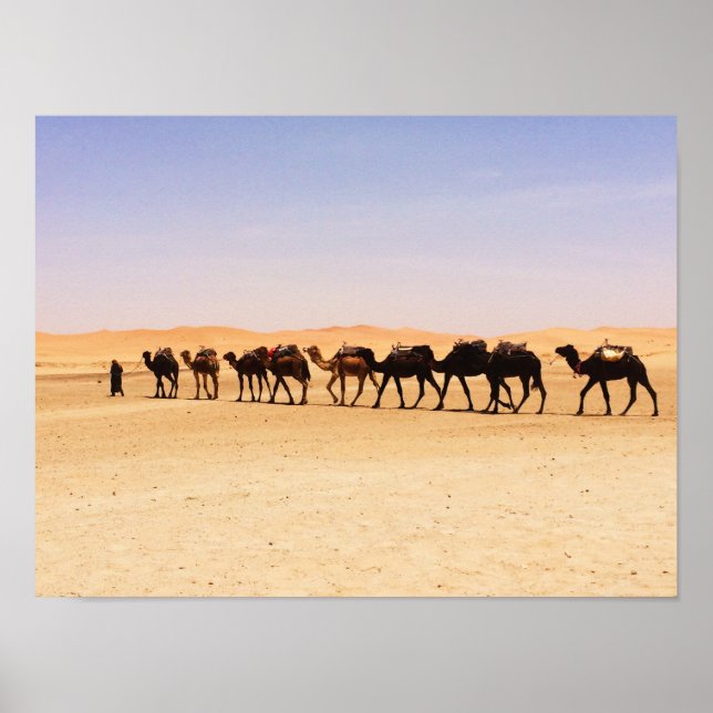 Camels in the desert poster (Front)