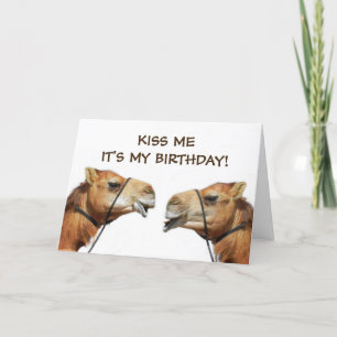 Camels Kissing Funny Greeting Card