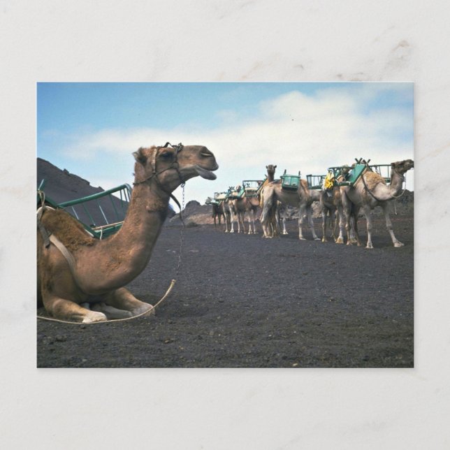 Camels, Lanzarote Postcard (Front)