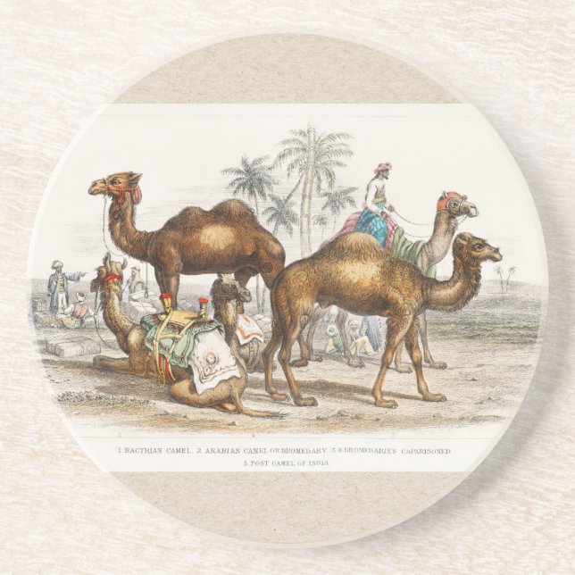 Camels of India Vintage Illustration, 1820 Coaster (Front)