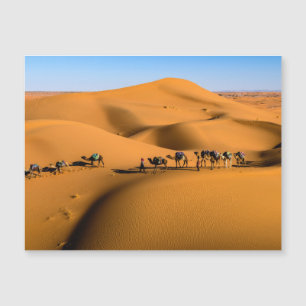 camels on desert under blue sky