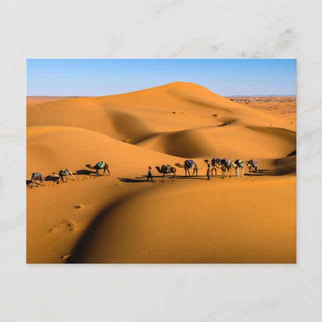 camels on desert under blue sky postcard (Front)