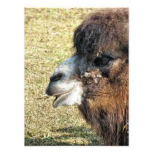 CAMELS PHOTO PRINT