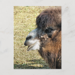 CAMELS POSTCARD