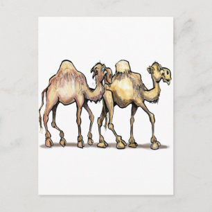 Camels Postcard