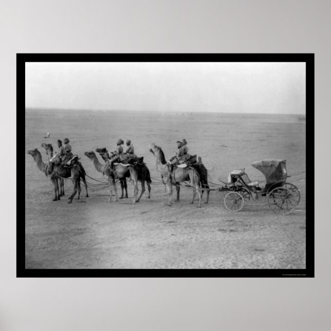 Camels Pulling a Carriage Across the Sahara 1901 Poster (Front)
