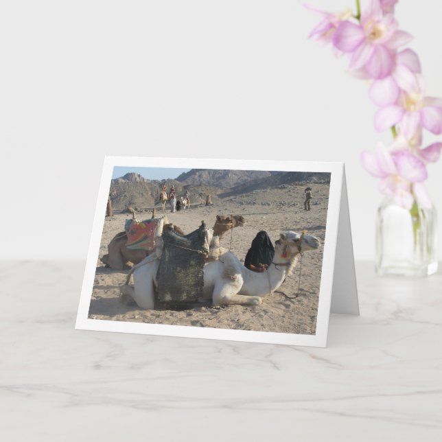 Camels Resting in Desert Card (Orchid)