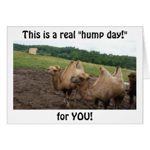 CAMELS SAY "HUMP DAY FOR YOU AT 40"