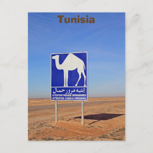 Camels sign, Tunisia Postcard